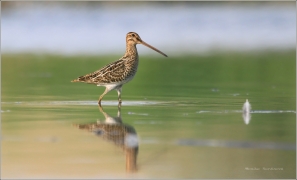 <p>BEKASINA OTAVNÍ (Gallinago gallinago)</p>